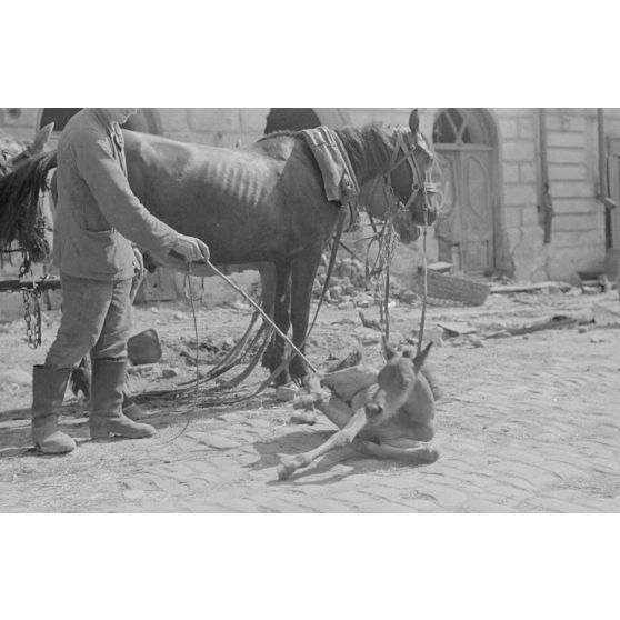 Un poulain est allongé au milieu de la route, entouré par les décombres de la ville, qui pourrait être Petrozavodsk (Carélie, Russie).