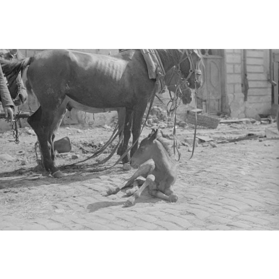 Un poulain est allongé au milieu de la route, entouré par les décombres de la ville, qui pourrait être Petrozavodsk (Carélie, Russie).