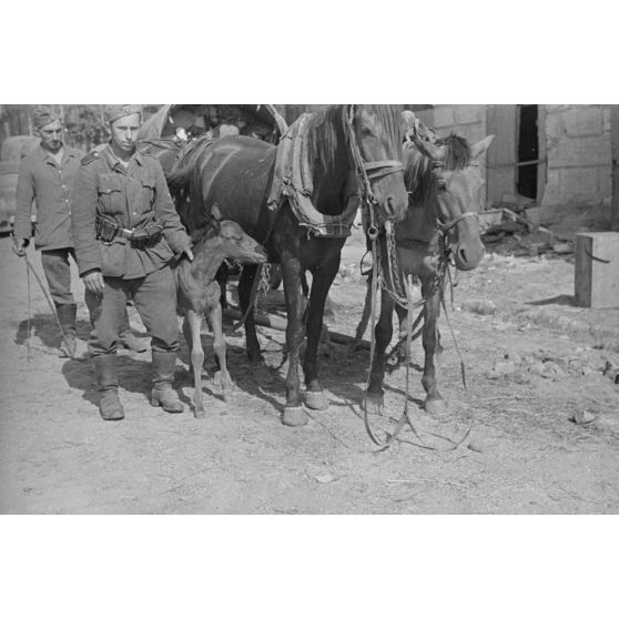 Photo de groupe avec le poulain, deux chevaux préparés pour tirer la charrette et deux soldats (dont celui avec le bâton).