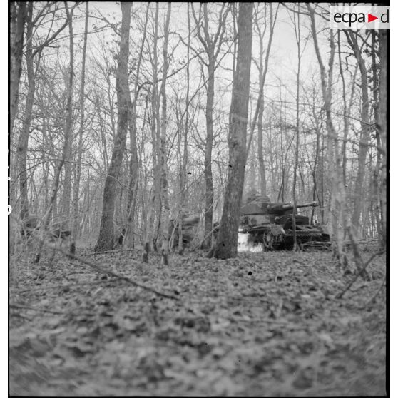 Fantassins de la 4e DMM (Division marocaine de montagne) menant une contre-attaque dans la forêt de la Hardt (Harth) au nord-est de Mulhouse (Haut-Rhin), appuyés par les chars de la 1re DB (Division blindée). [description provisoire]