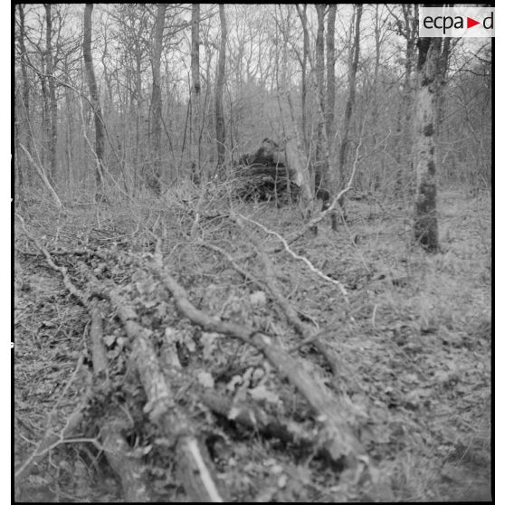 Fantassins de la 4e DMM (Division marocaine de montagne) menant une contre-attaque dans la forêt de la Hardt (Harth) au nord-est de Mulhouse (Haut-Rhin), appuyés par les chars de la 1re DB (Division blindée). [description provisoire]