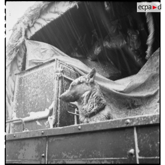 Bataille d'Alsace : La 2e DB au repos à Obernai. [description provisoire]