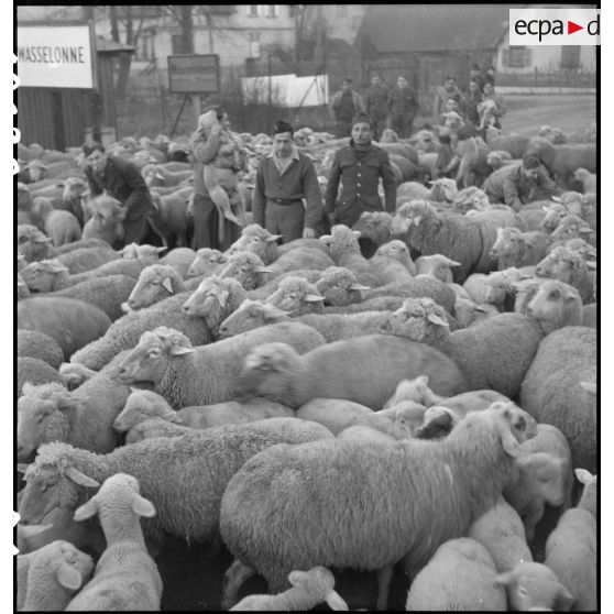 Moutons parqués à l'intendance de la 2e DB (Division blindée) à Wasselonne (Bas-Rhin). [description provisoire]