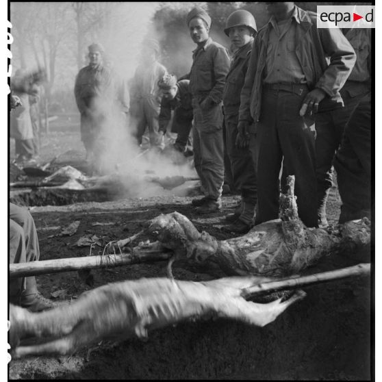 Cuisson des moutons pour la fête du Mouloud célébrée par les troupes de la 2e DB à Molsheim (Bas-Rhin). [description provisoire]