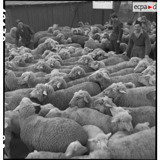 Moutons parqués à l'intendance de la 2e DB (Division blindée) à Wasselonne (Bas-Rhin). [description provisoire]