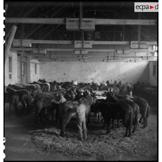 15e compagnie muletière : l'écurie. [description provisoire]