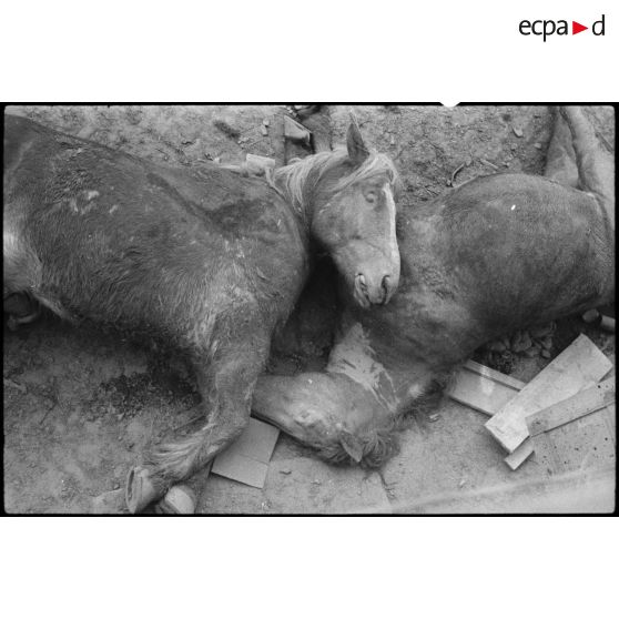 Cadavres de chevaux dans le village d'Hagenbach. [description provisoire]