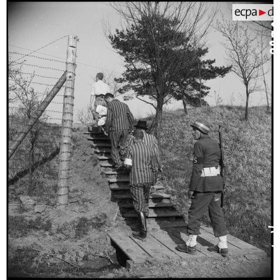 Les dépouilles des déportés décédés sont transportées pour être inhumées dans le camp de Vaihingen libéré. [description provisoire]