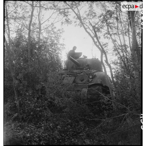 Un char Sherman M4A1 du 3e escadron du 12e régiment de chasseurs d'Afrique (12e RCA) de la 2e division blindée (2e DB) progresse dans un bois dans le secteur de Royan.