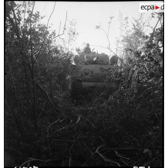 Un char Sherman M4A3, du 3e escadron du 12e régiment de chasseurs d'Afrique (12e RCA) de la 2e division blindée (2e DB), progresse dans un bois dans le secteur de Royan.