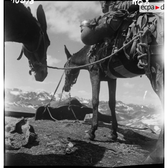 La bataille de l'Authion avec la 1re DFL (Division française libre) : franchissement du col de la Lombarde.