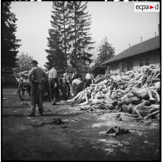 Dans le camp de concentration de Dachau, des cadavres de déportés sont chargés sur des charrettes pour être inhumés. par des civils allemands probablement réquisitionnés.