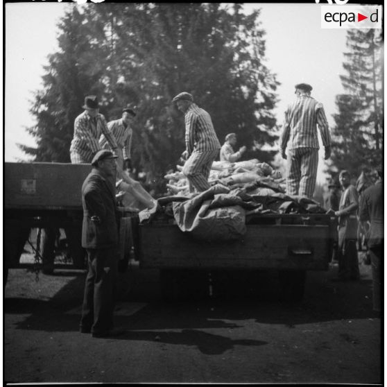 Dans le camp de concentration de Dachau, des cadavres de déportés sont chargés sur des charrettes pour être inhumés.