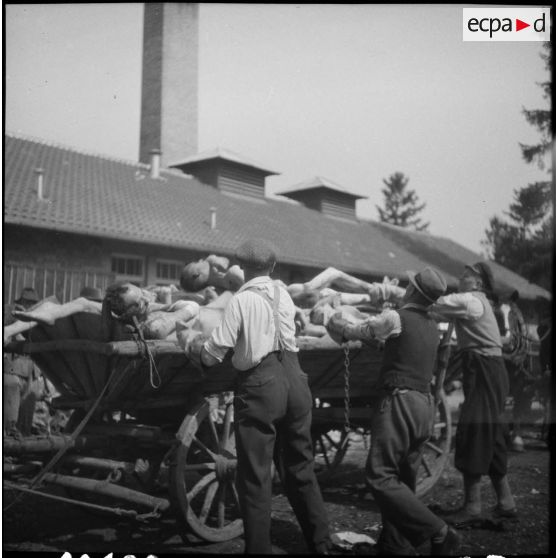 Dans le camp de concentration, des cadavres de déportés sont chargés sur des charrettes pour être inhumés.