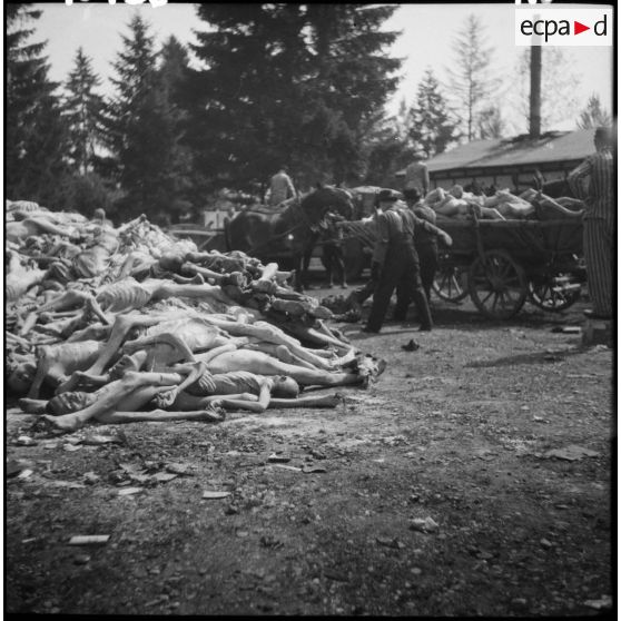 Dans le camp de concentration, des cadavres de déportés sont chargés sur des charrettes pour être inhumés. par des civils allemands probablement réquisitionnés.