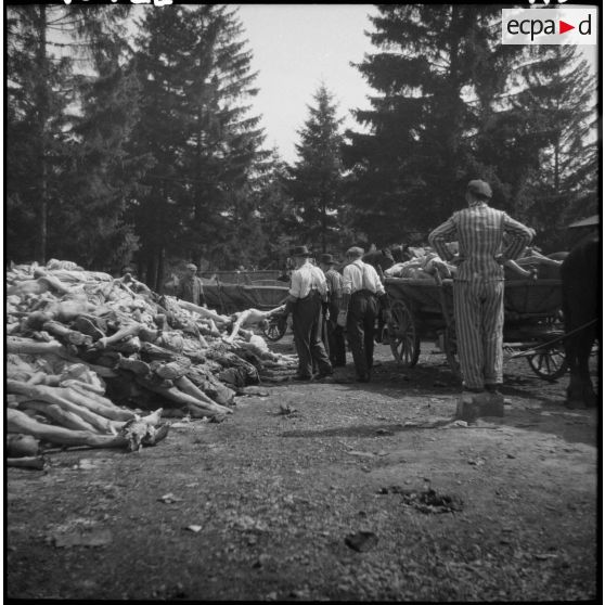 Dans le camp de concentration, des cadavres de déportés sont chargés sur des charrettes pour être inhumés.