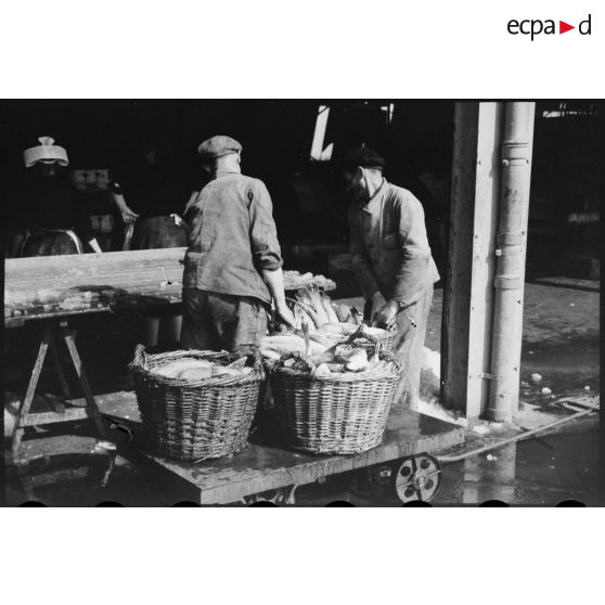Tri des poissons pour la criée sur le port de Concarneau.