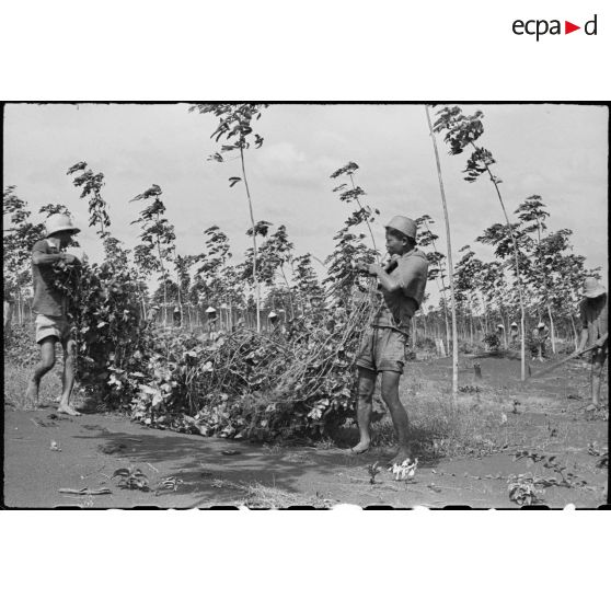 PLANTATION . Remise en état des jeunes plans d' hévèas par le sarclage.