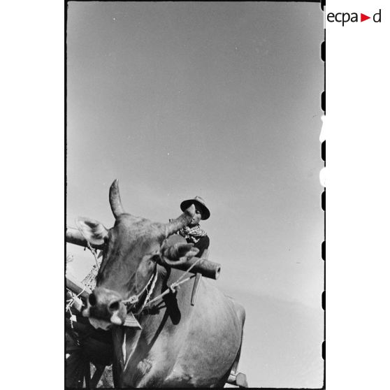 Travail dans les plantations à l' aide d' une vache attelée.