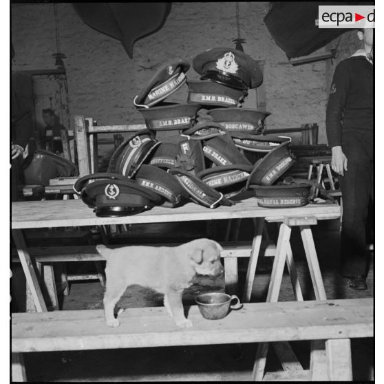 Bachis (bonnets) et casquettes de marins français et britanniques.