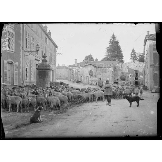 Naïves (Meuse), près de Bar-le-Duc, moutons à la fontaine. [légende d'origine]