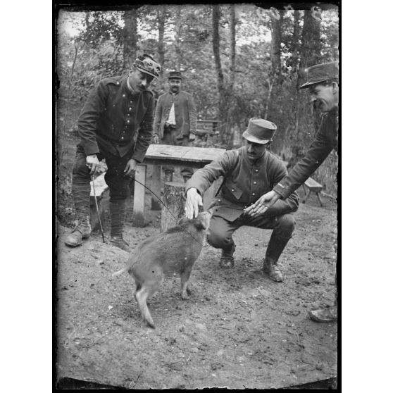 Forêt de Hesse : Guigui le sanglier élevé par les artilleurs. [légende d'origine]