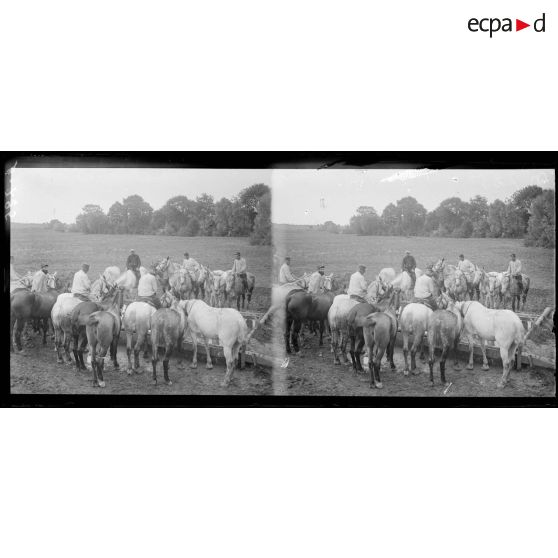 Environs de Daucourt (Marne) : chevaux à l’abreuvoir. [légende d’origine]