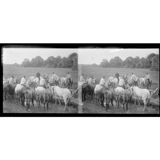 Environs de Daucourt (Marne) : chevaux à l’abreuvoir. [légende d’origine]