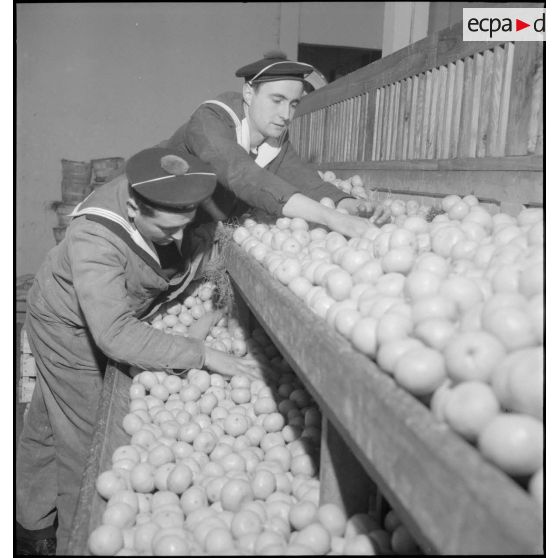 Agrumes conditionnés à Brest.