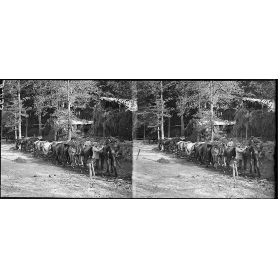Parc d'Offémont (Oise). Les échelons du 51e d'Artillerie. L'heure du pansage des chevaux. [légende d'origine]