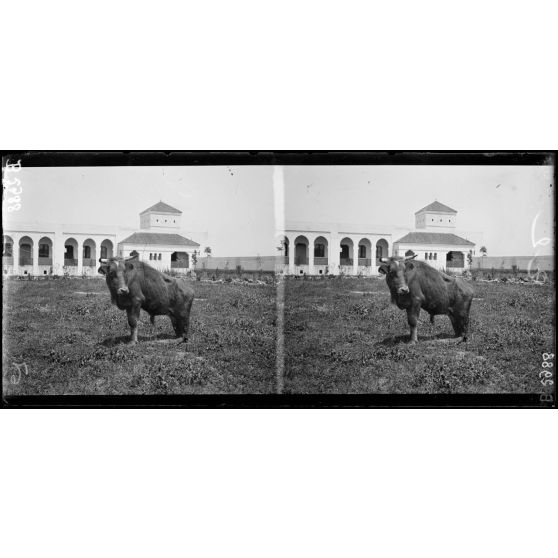 Rabat, des marocains ayant une prière à adresser au sultan viennent de sacrifier dans la cour un bœuf en lui coupant les jarrets des jambes arrières. [légende d’origine]
