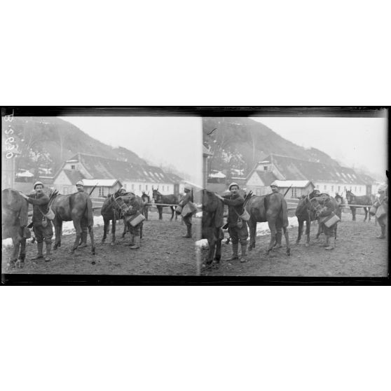 Oderen. Arrivée d'un convoi de mulets au cantonnement. [légende d'origine]