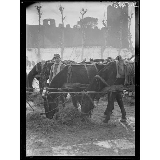 Castelfranco. Chevaux. [légende d'origine]