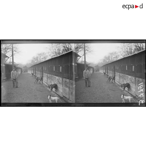 Paris, jardin d'acclimatation. Hôpital militaire canin de la Blue-Cross. Chiens guéris [légende d'origine]