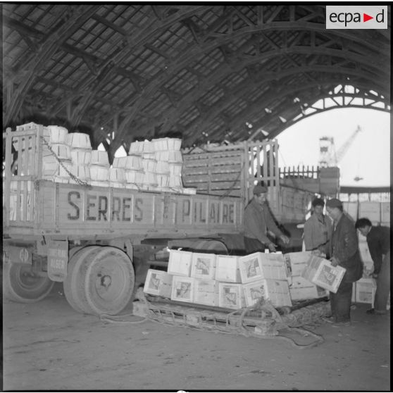 Déchargement d'un camion d'agrumes dans une halle du port d'Alger.