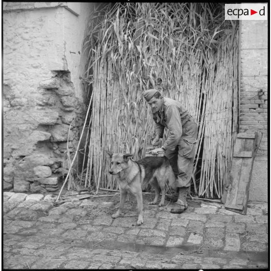 Un soldat brosse un chien.