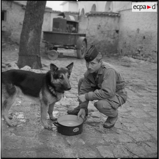 Un soldat donne de l'eau à un chien.