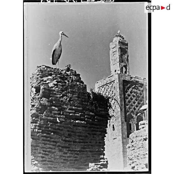 Plan moyen d'un minaret avec un nid de cigogne au sommet.