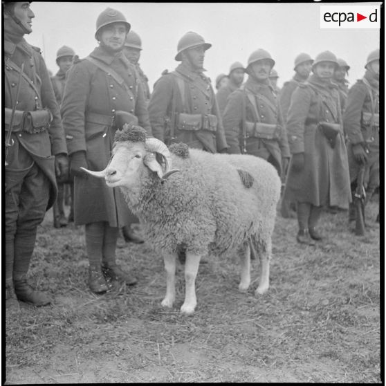 Photographie de groupe de tirailleurs du 24e régiment de tirailleurs avec devant la mascotte.