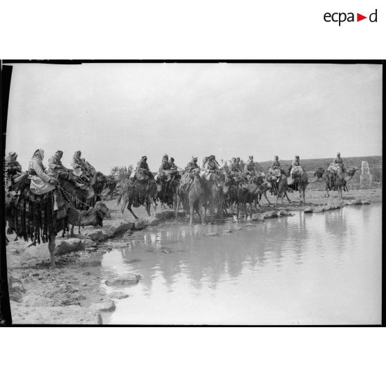 Des méharistes d'un peloton druze font boire leur monture à un point d'eau.