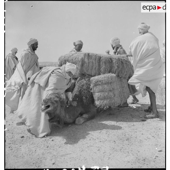 Des bédouins déchargent un dromadaire des bottes de pailles qu'il transporte.