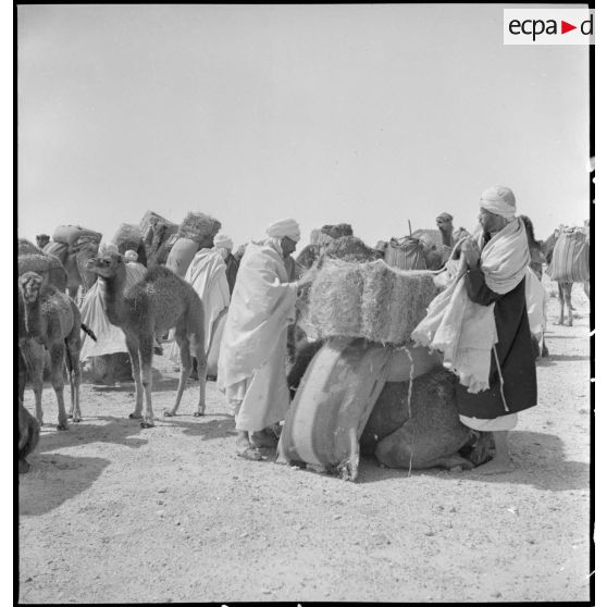 Des bédouins déchargent un dromadaire des bottes de pailles qu'il transporte.