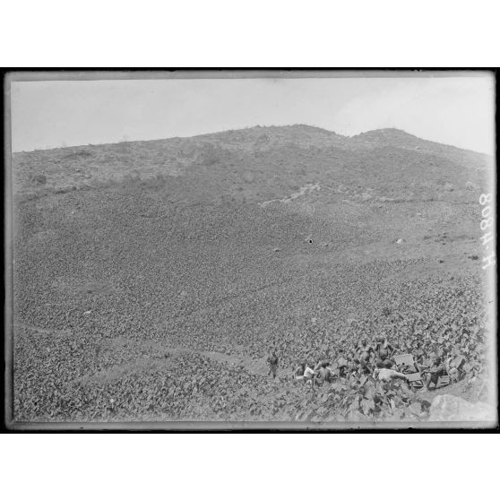 De Mbureku à Poala, altitude 1800 m environ. Culture de macabos sur les pentes de l'Eboga. [légende d'origine]