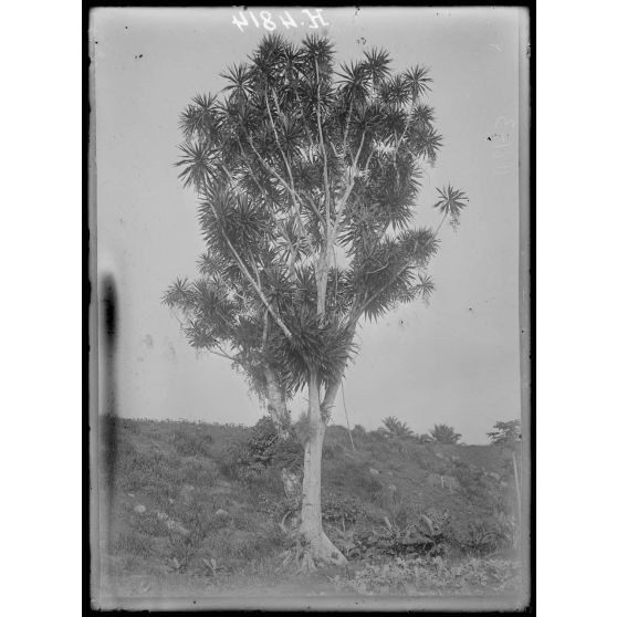 Baré. Un bel échantillon de pandanus. [légende d'origine]