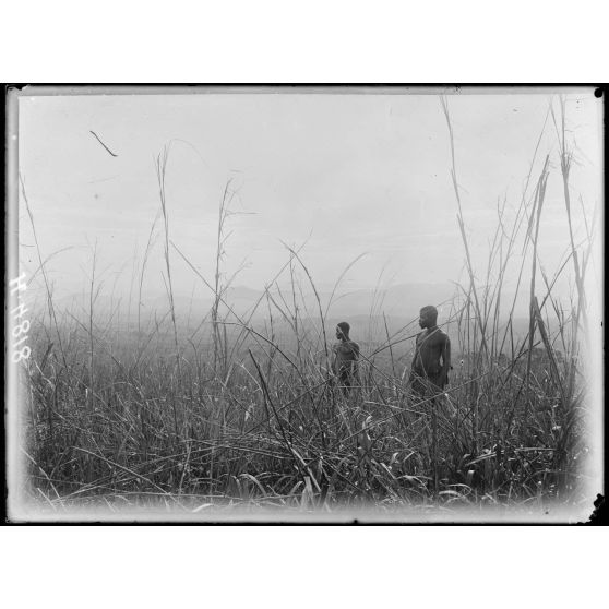 Route de Baré à Mbureku. L'aspect du pays vers Bana et les monts Batscha. [légende d'origine]