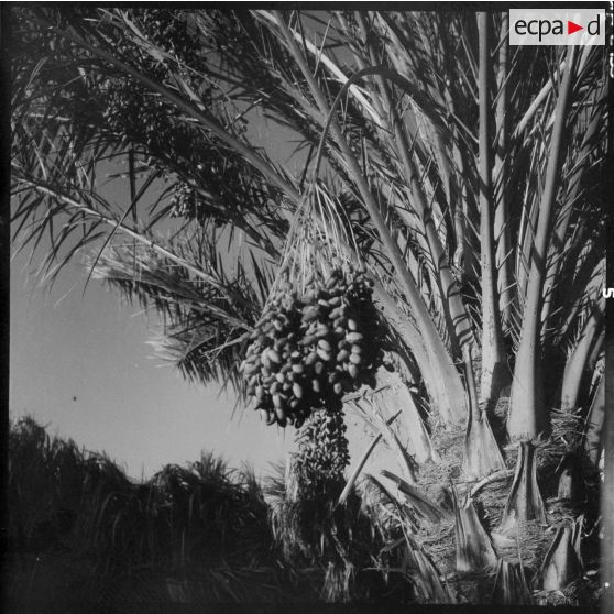 Ouargla. Palmiers et dattes.