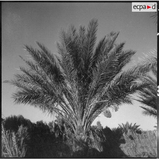 Ouargla. Palmiers et dattes.