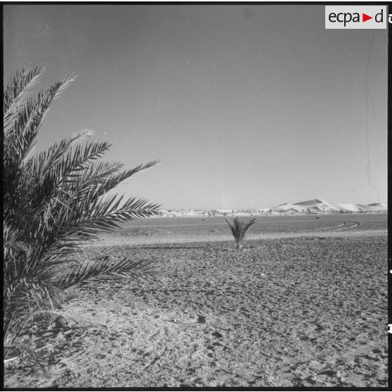 Les environs de Touggourt. Au fond les dunes.
