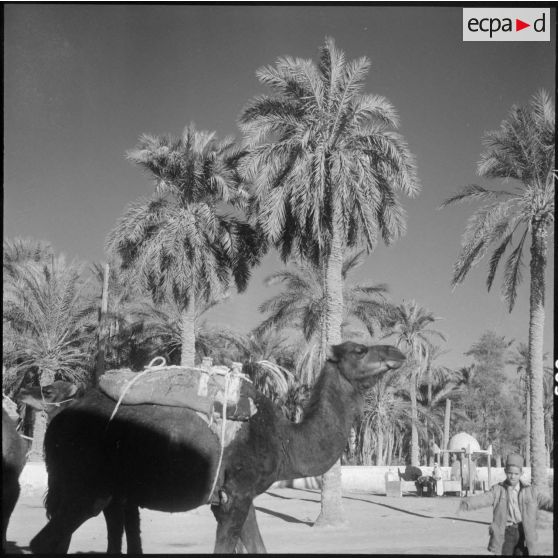 Touggourt. L'abreuvoir public.