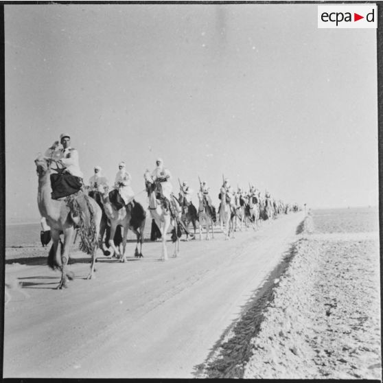 Ouargla. Défilé de la compagnie méhariste montée.